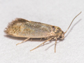 Phaulernis dentella